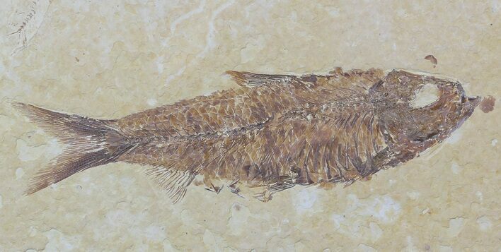 Detailed, Knightia Fossil Fish - Wyoming #57060